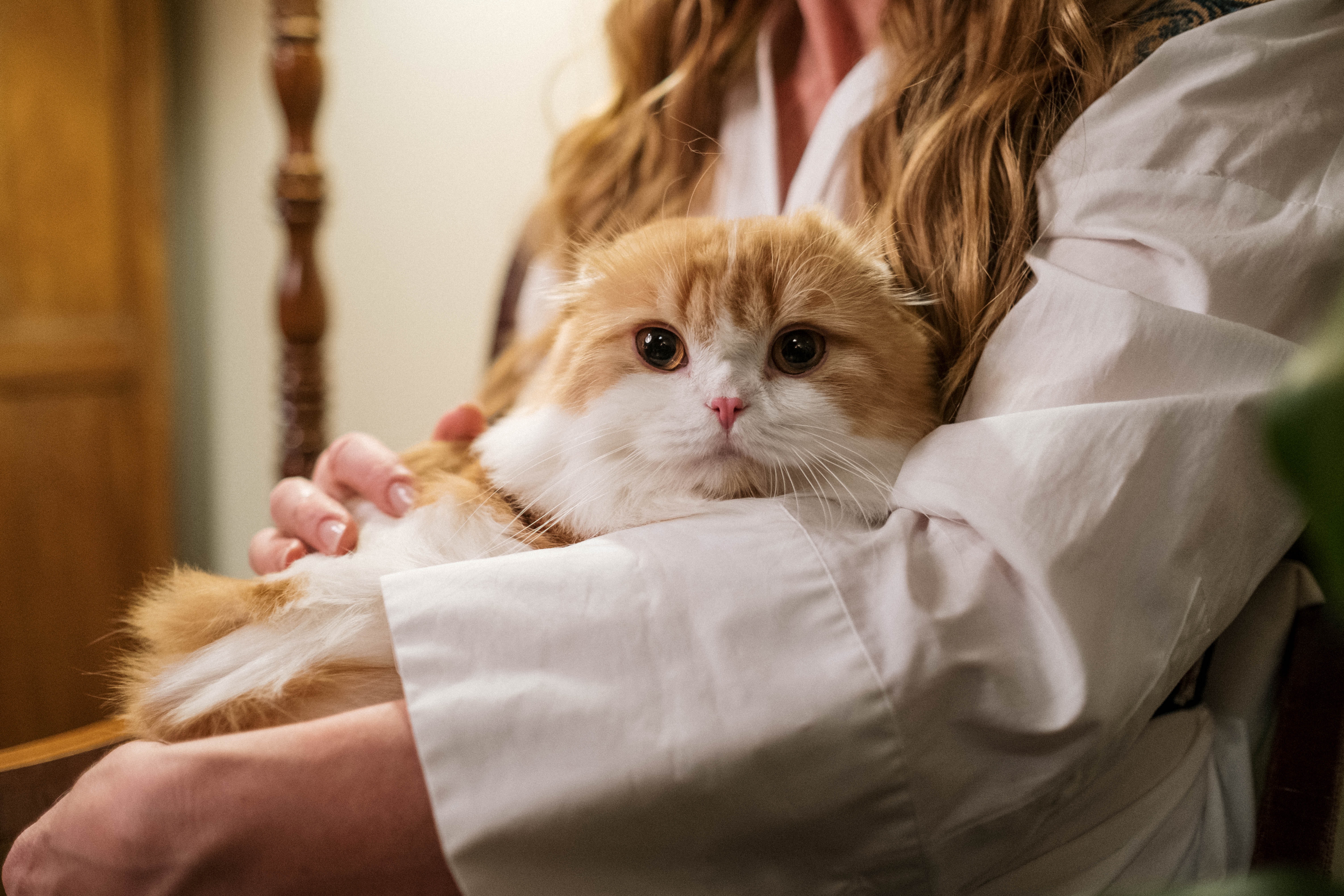 ¿Cómo saber si un gato tiene hiperapego? Señales de alerta
