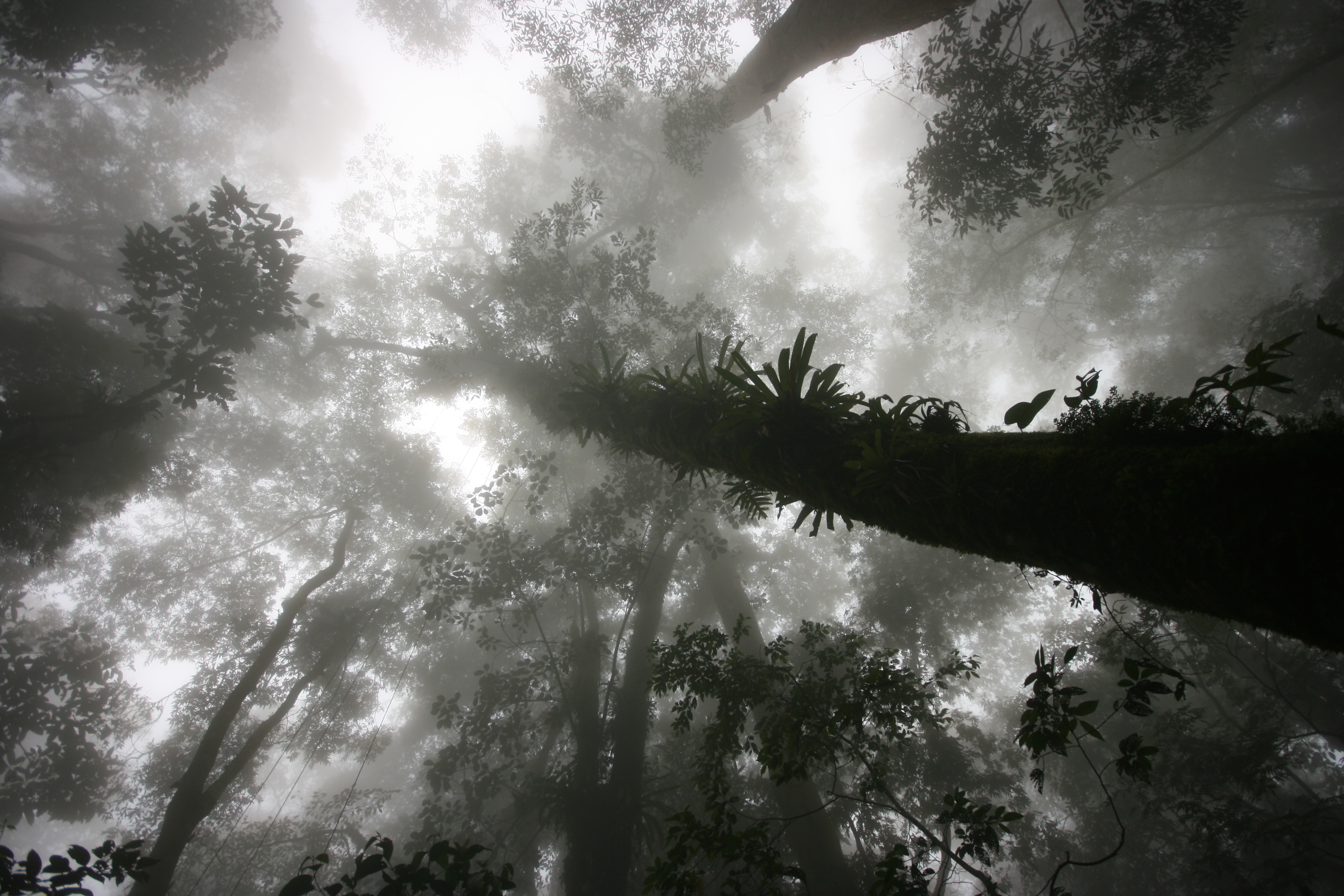 Los bosques tropicales se están elevando, empujados por el cambio climático