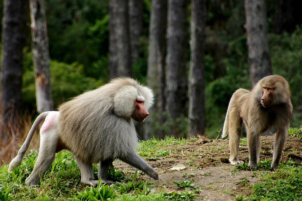 Identifican intimidación sexual en las sociedades de primates