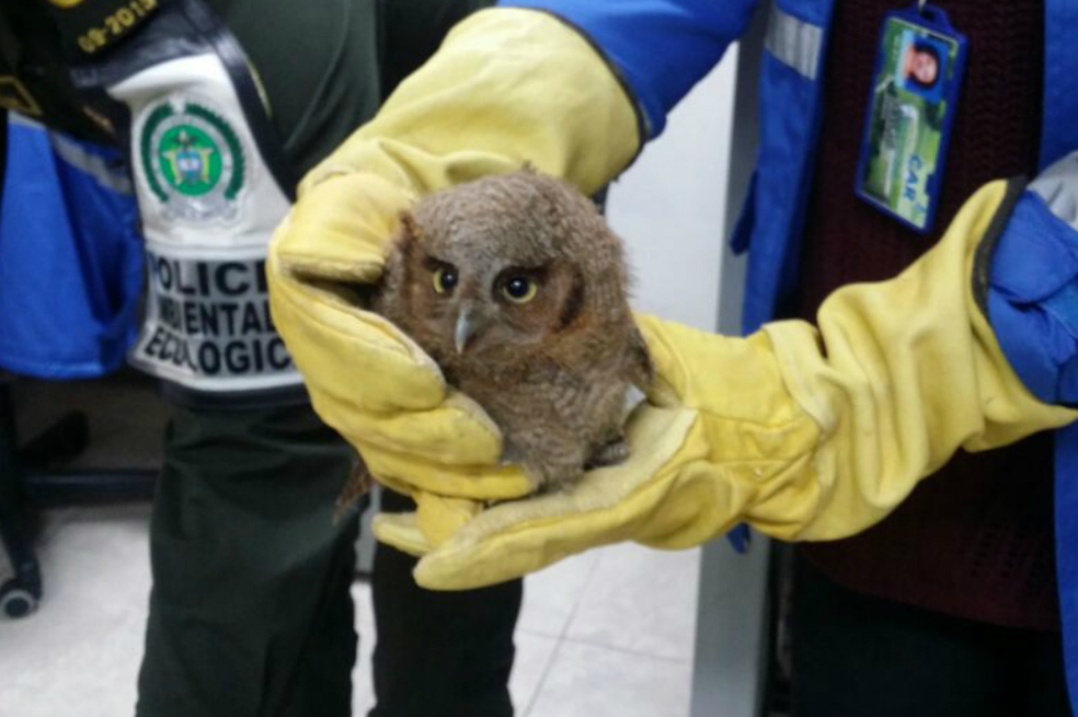 Vía Sibaté – Bogotá asediada por tráfico de fauna, solo una de cada diez especies sobrevive
