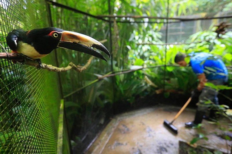 Tras cierre de zoológicos estatales en Costa Rica, reportan la muerte de 7 animales