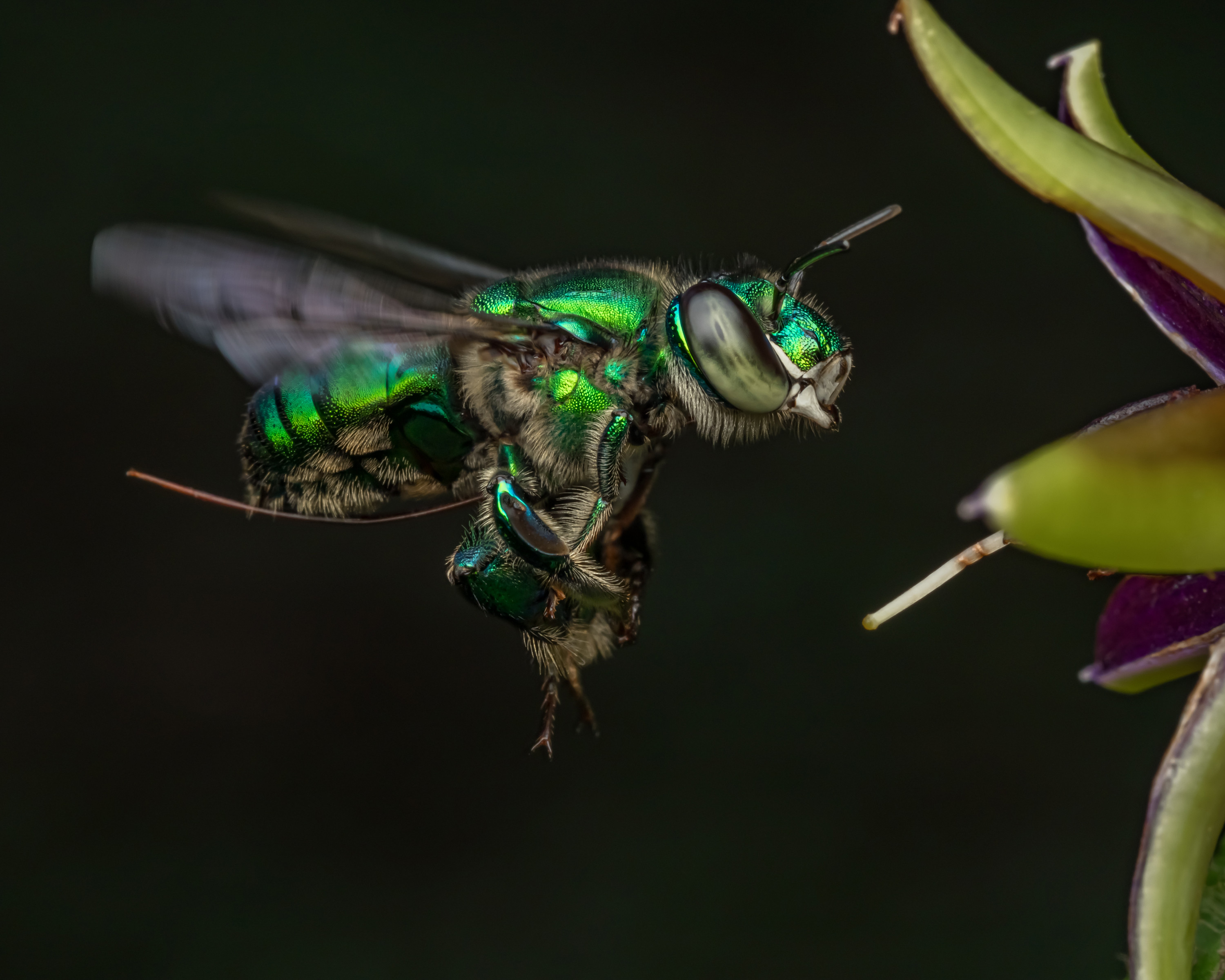 El colombiano que asesoró a Disney para comprender a las abejas