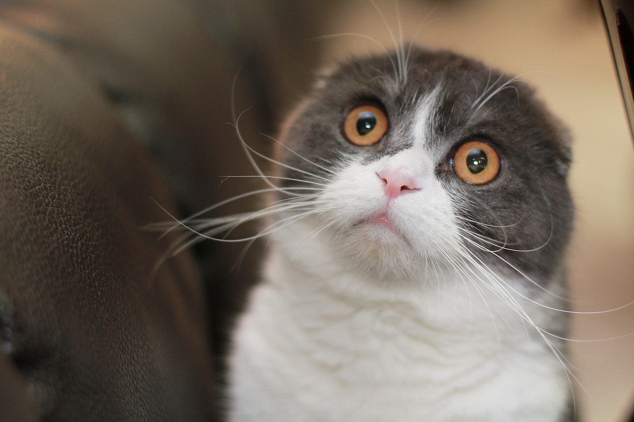 Un gato scottish fold.