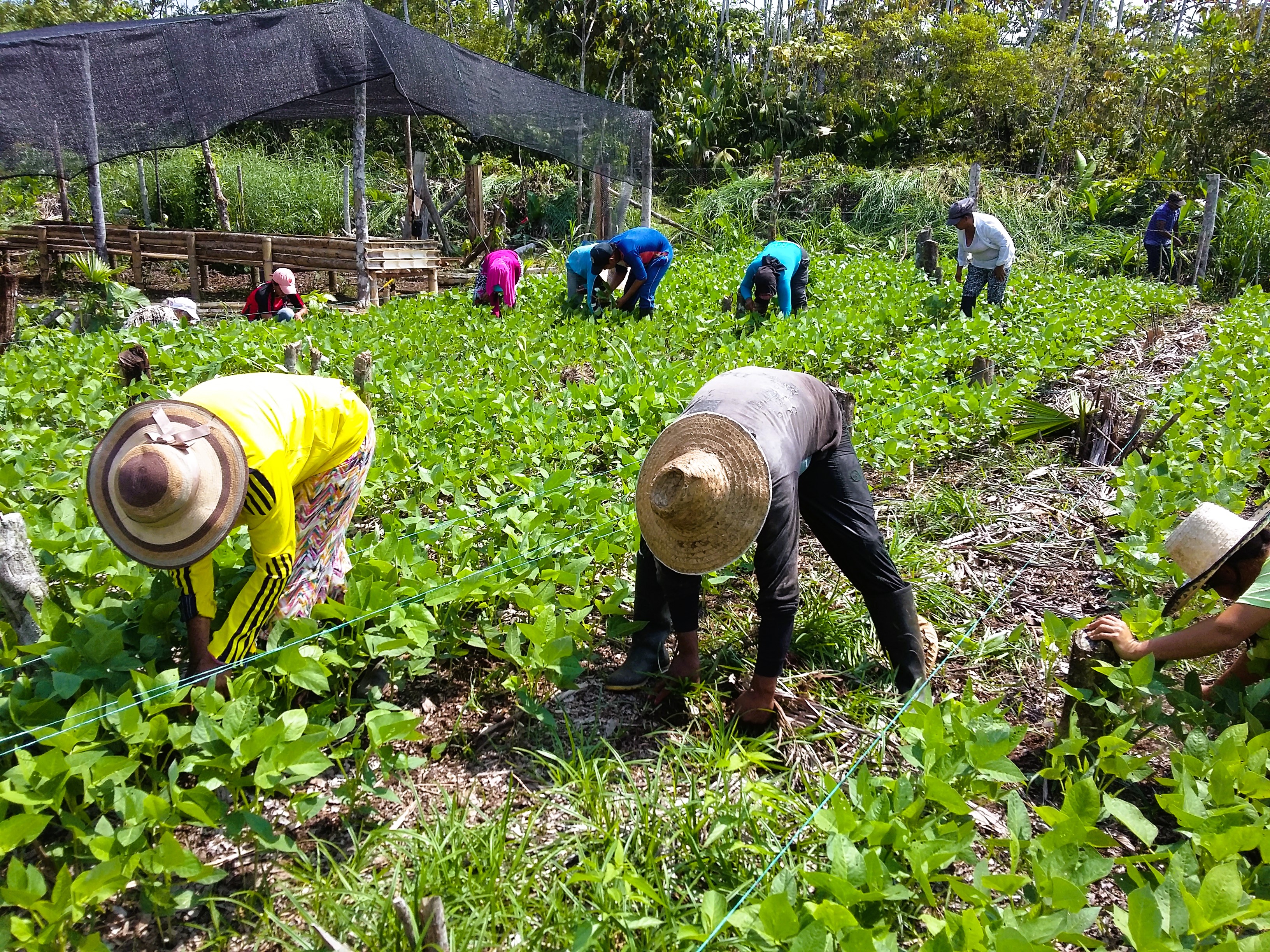 La agroecología para resolver desafíos mundiales en la producción de alimentos