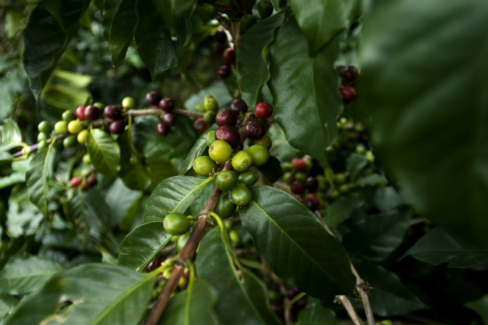 Minhacienda autoriza $23.400 millones para renovar cafetales
