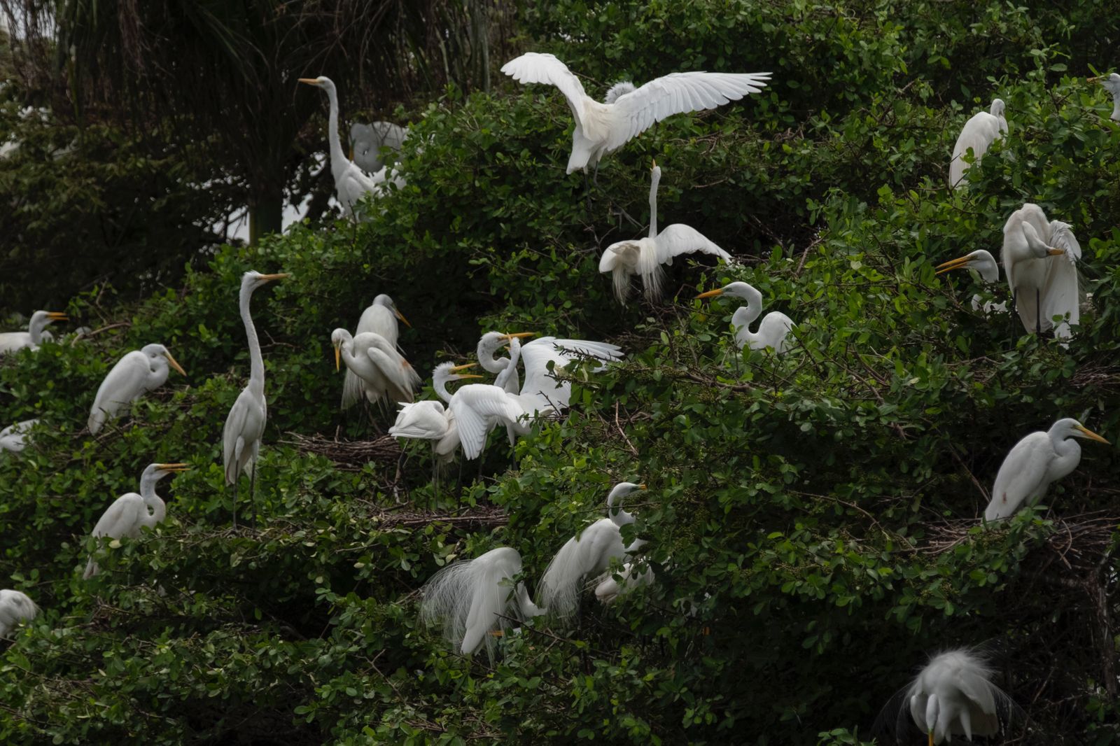 Biólogos, ornitólogos, guías de la naturaleza y aficionados registraron sus avistamientos en la aplicación eBird.org.