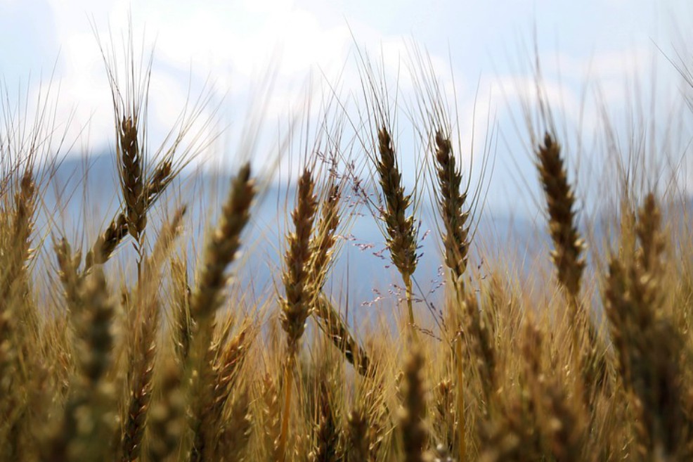 Millones de personas podrían sufrir faltas nutricionales por aumento del CO2