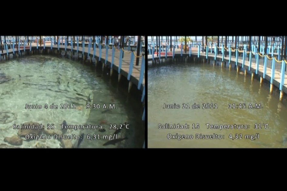 Los ´bombazos´ de agua dulce de las bocas del Canal sobre Barbacoas y Correa que llegan a los corales del oceanario de las Islas del Rosario. Se ha detectado salinidades de 9 partes por mil, cuando el normal del mar es de 35 partes por mil, óptimo para que vivan los corales. En la fotografía se aprecia el cambio del agua tan solo 20 días después de ser purificada.