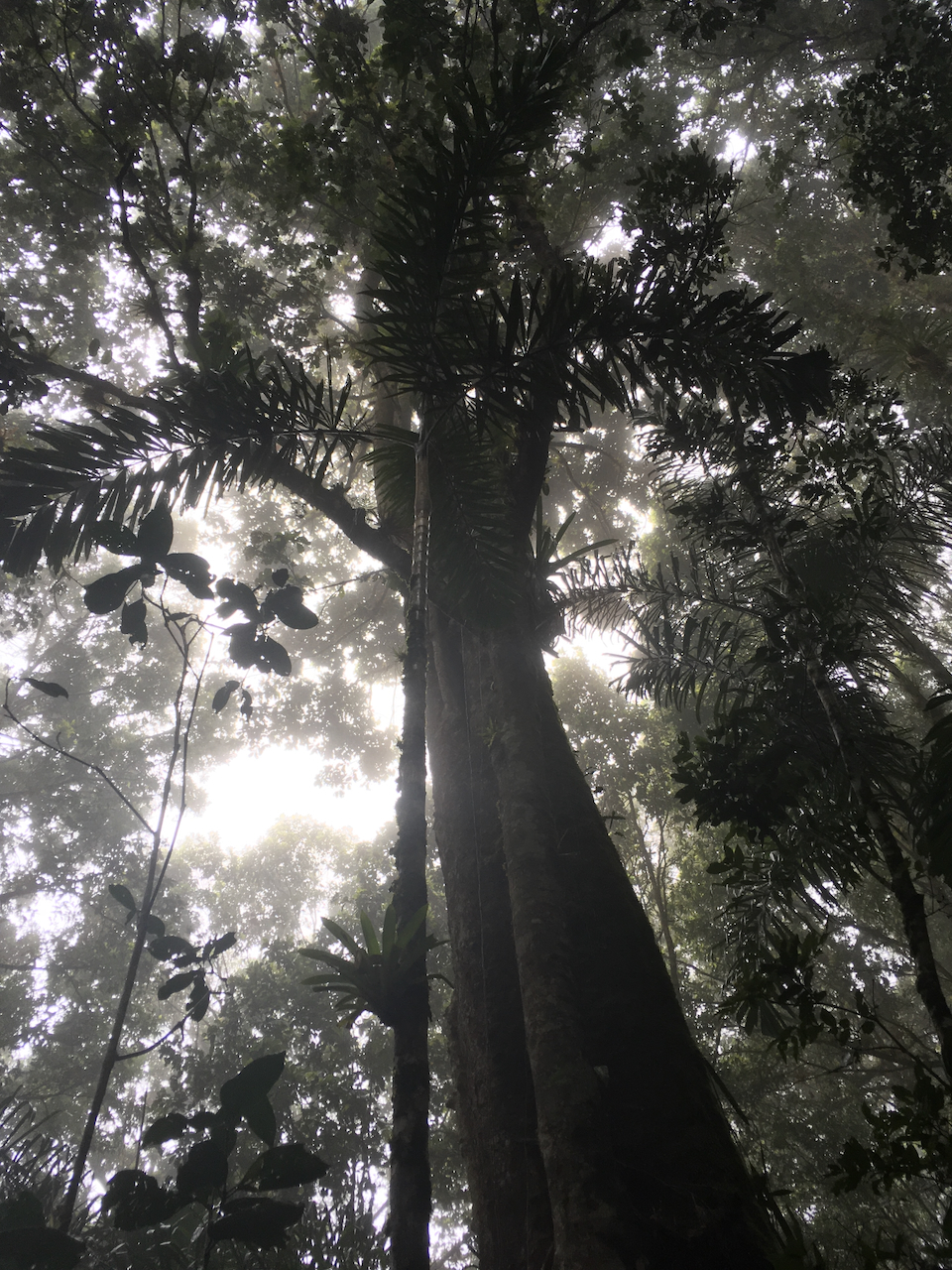 El roble negro se enfrenta a desafíos como la fragmentación de su hábitat y la competencia por espacio, sobre todo en la zona cafetera colombiana.