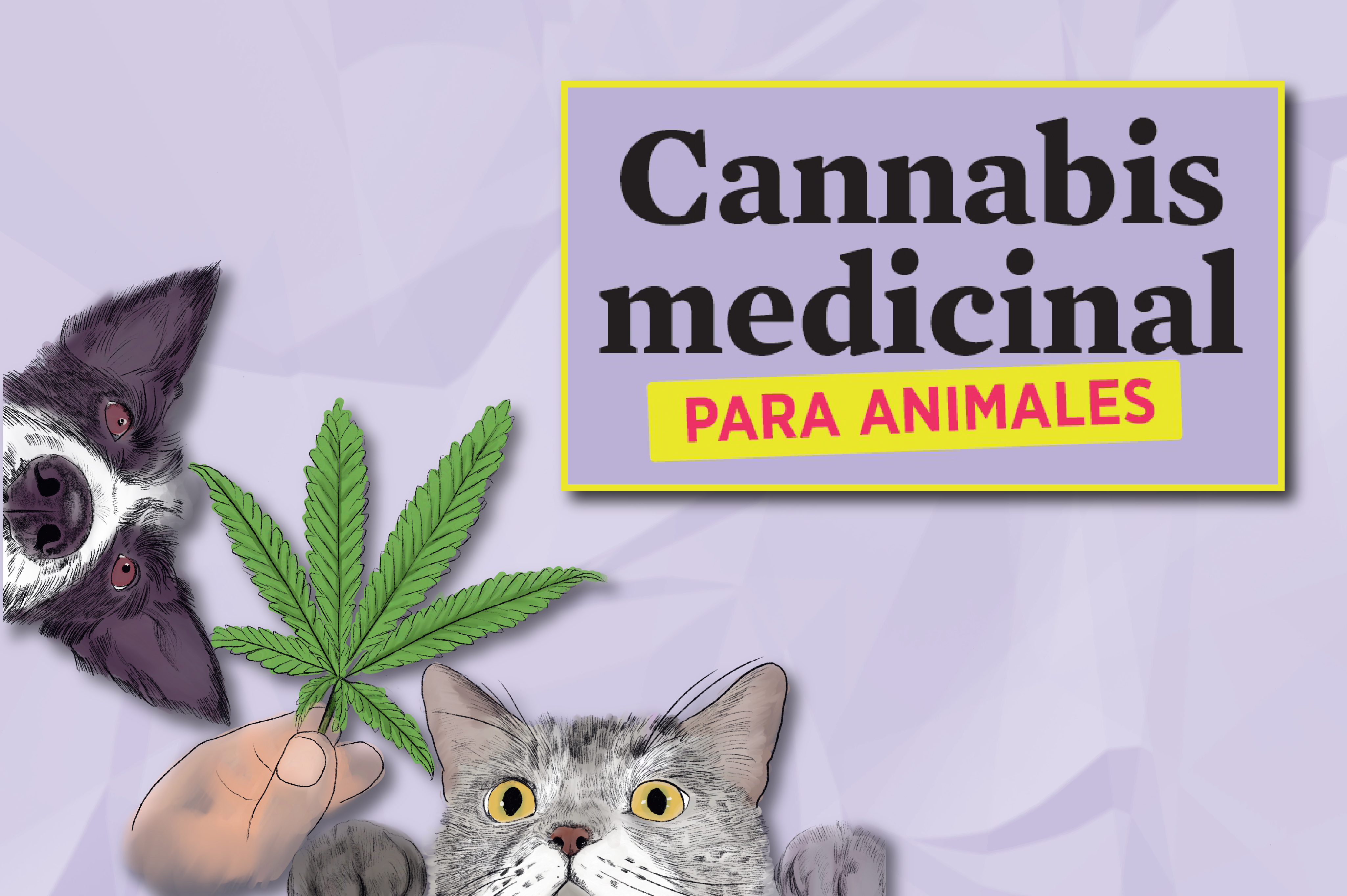(Fotos) Cannabis medicinal para animales, ¿cómo es el proceso?