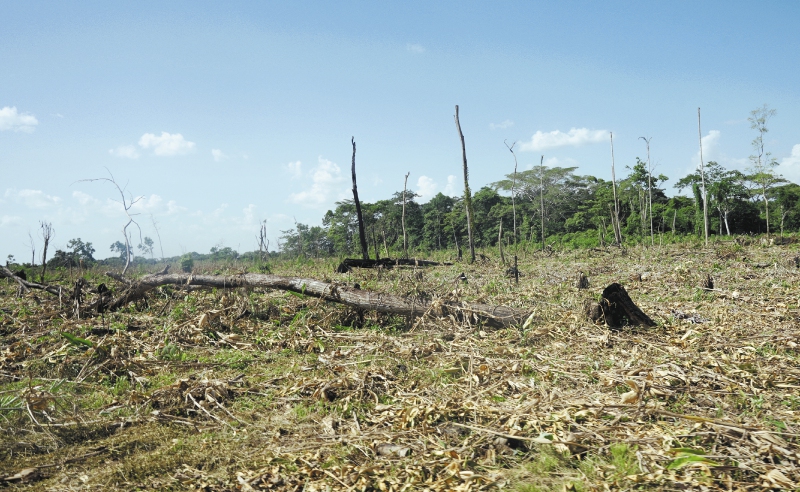 ¿Por qué la ciencia dice que la Amazonía está llegando a su punto de no retorno?