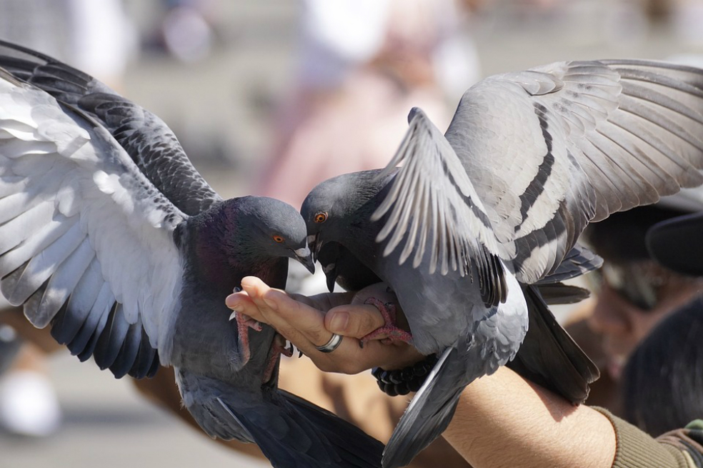 El número de palomas en la Plaza de Bolívar puede superar los 3.400 los fines de semana.  / Referencia - Pixabay.