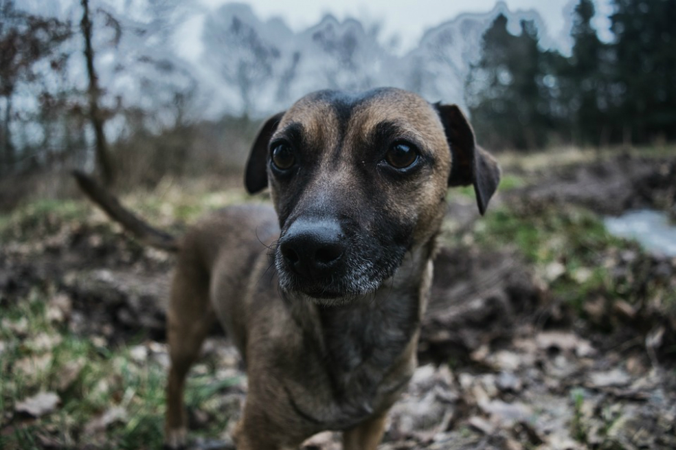 El dramático rescate de Milo, un cachorro que cayó al río Tunjuelito
