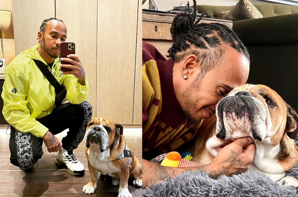 Así es la divertida y lujosa vida de Roscoe, el perrito de Lewis Hamilton