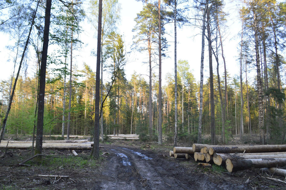 En peligro el último bosque virgen de Europa