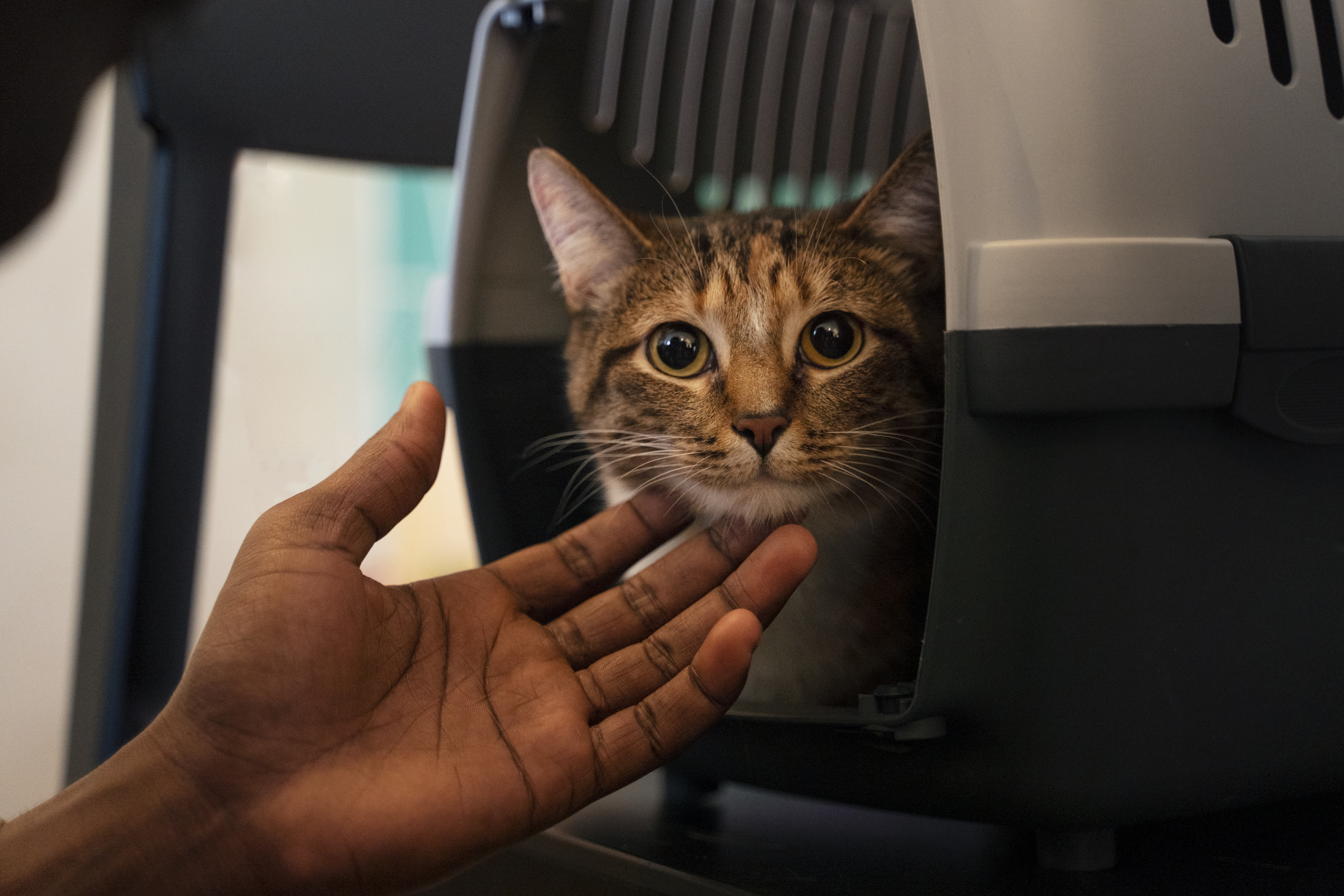 Antes de hacer cualquier viaje con su felino, puede adaptarlo de a pocos al medio de transporte en el que hará el trayecto.