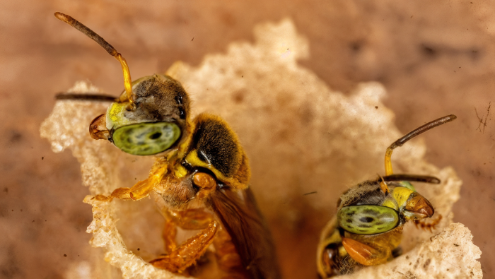 Las abejas sin aguijón se convirtieron en los primeros insectos del mundo con derechos