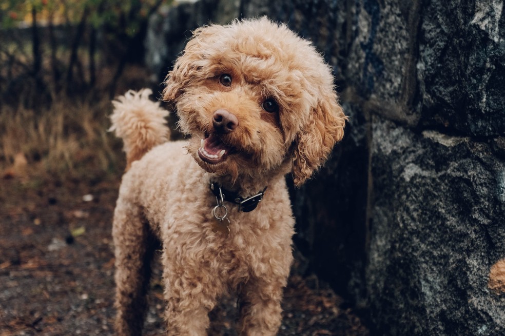 ¿Por qué los perros inclinan la cabeza al hablarle o al escuchar un ruido?