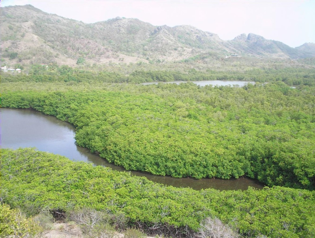 Manglares de Providencia