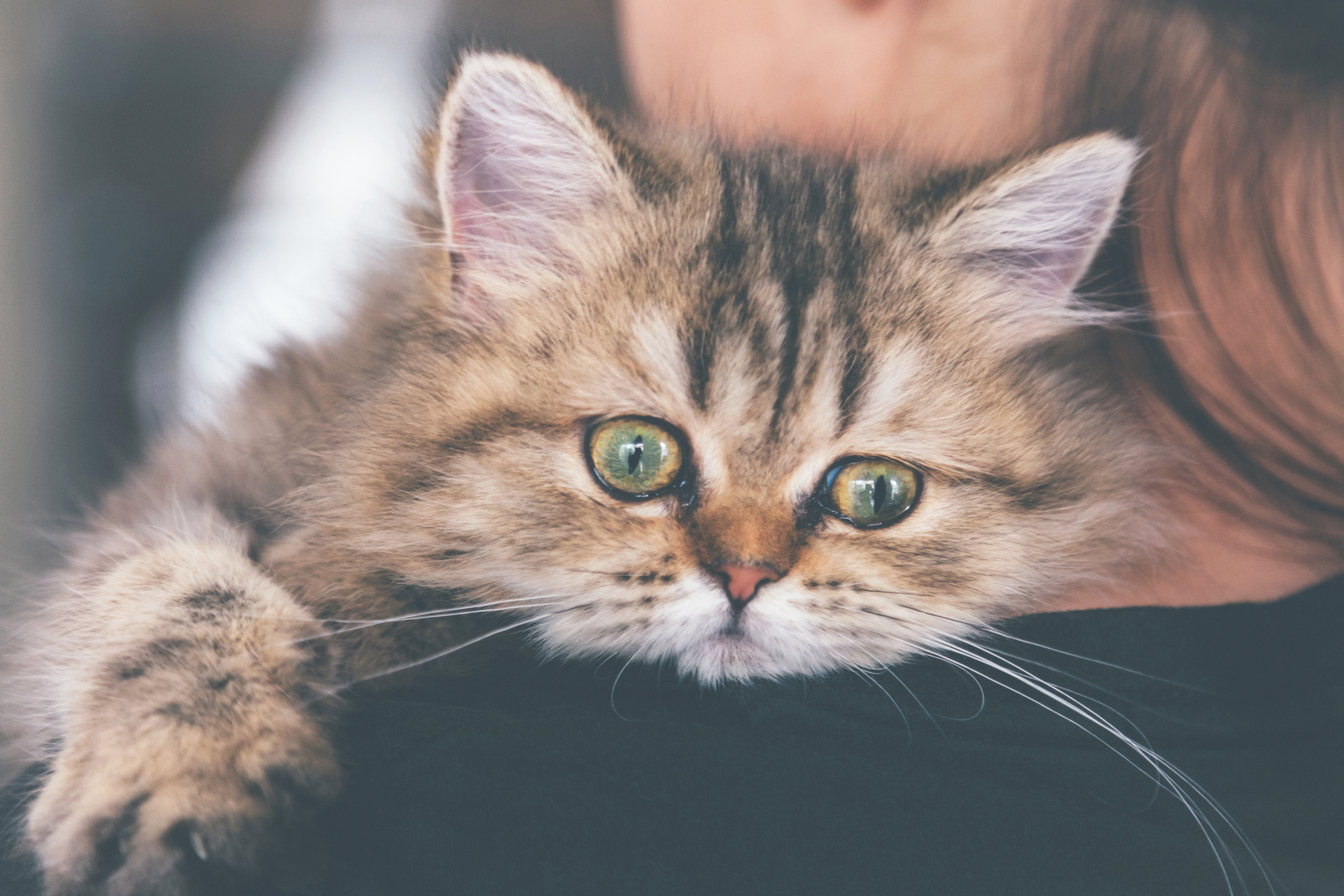 Los gatos ancianos tienen mayor probabilidad de llorar en la noche debido al desarrollo de enfermedades.
