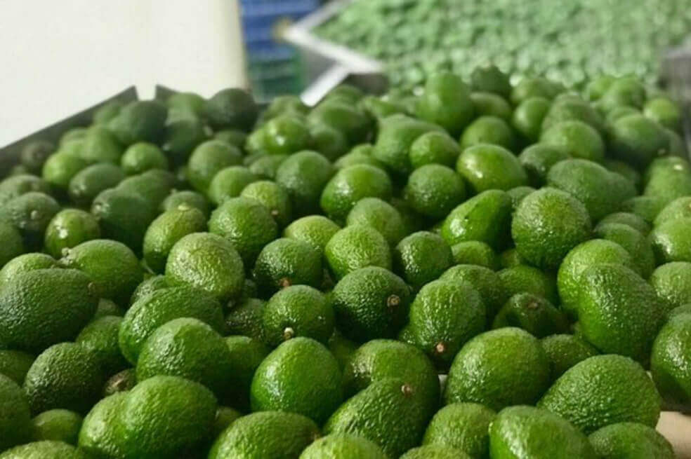 Tras siete años de negociación, Colombia logró acuerdo para exportar aguacate Hass a Chile