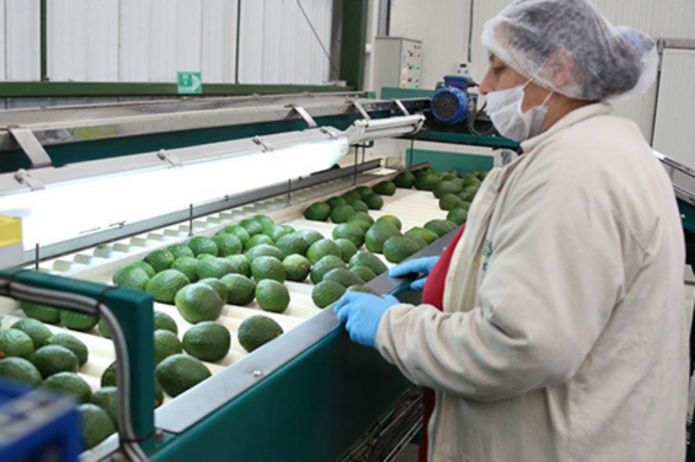 Colombia podrá exportar aguacate hass hacia Argentina