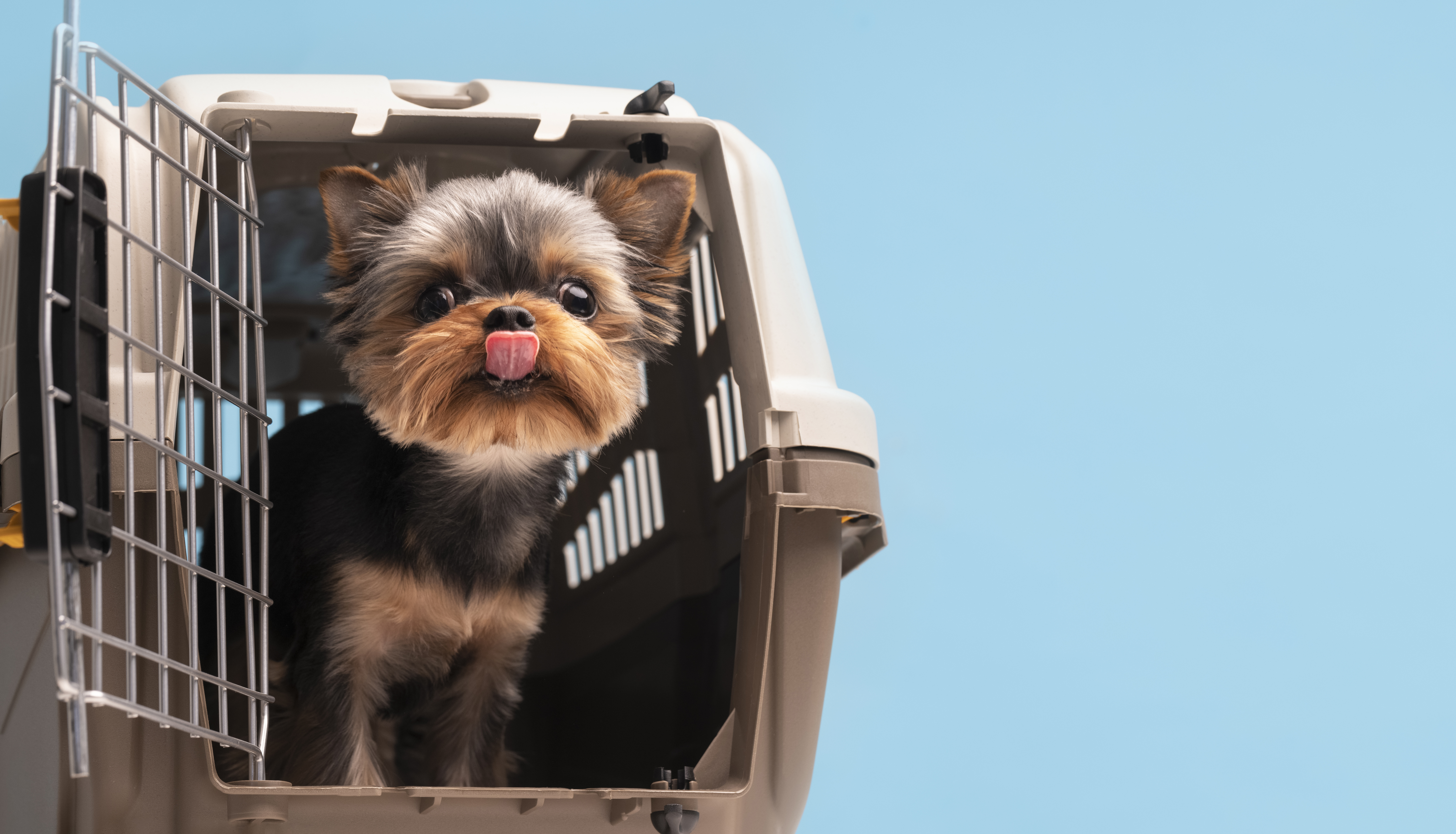 No todos son de apoyo emocional: así es el proceso para viajar con su mascota en Navidad