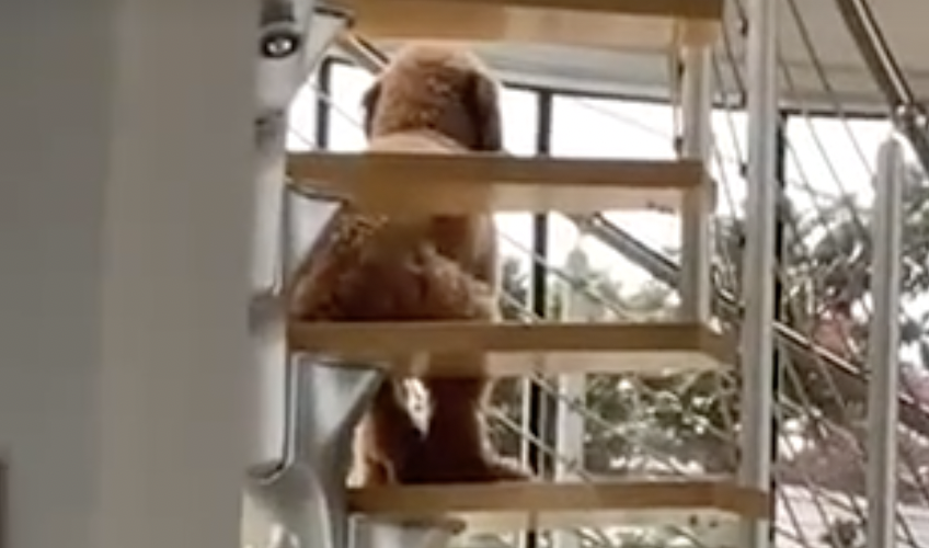 En video quedó registrado un perro con “comportamientos humanos”: ¿qué hizo?
