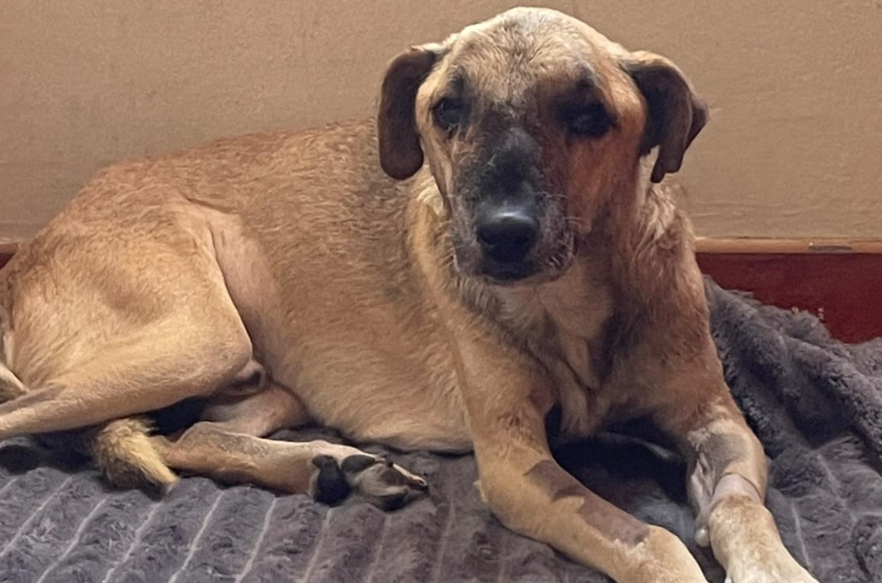 Rodolfo, perrito atacado con un machete en Perú