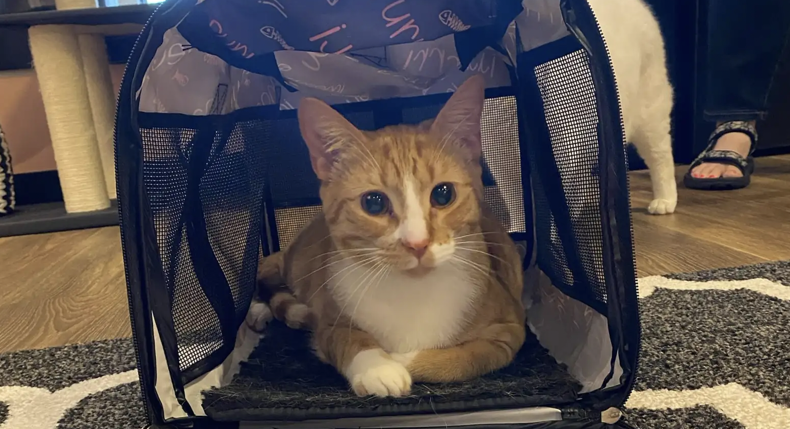 Este es Gallagher, el felino que encontró su hogar, luego de intentar llamar la atención de varias personas en repetidas ocasiones.