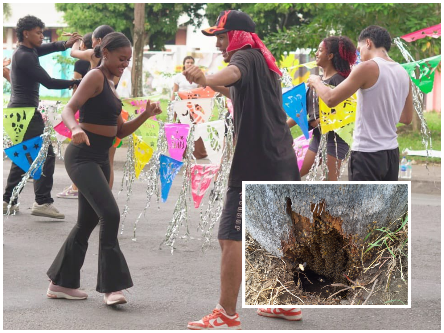 Bailarines del salsódromo de Cali tuvieron incidente con panal de abejas durante ensayo