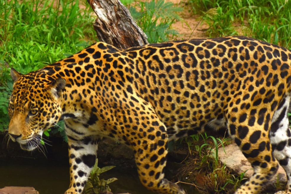 Ofrecen $20 millones para dar con los responsables de la caza de dos jaguares en Antioquia