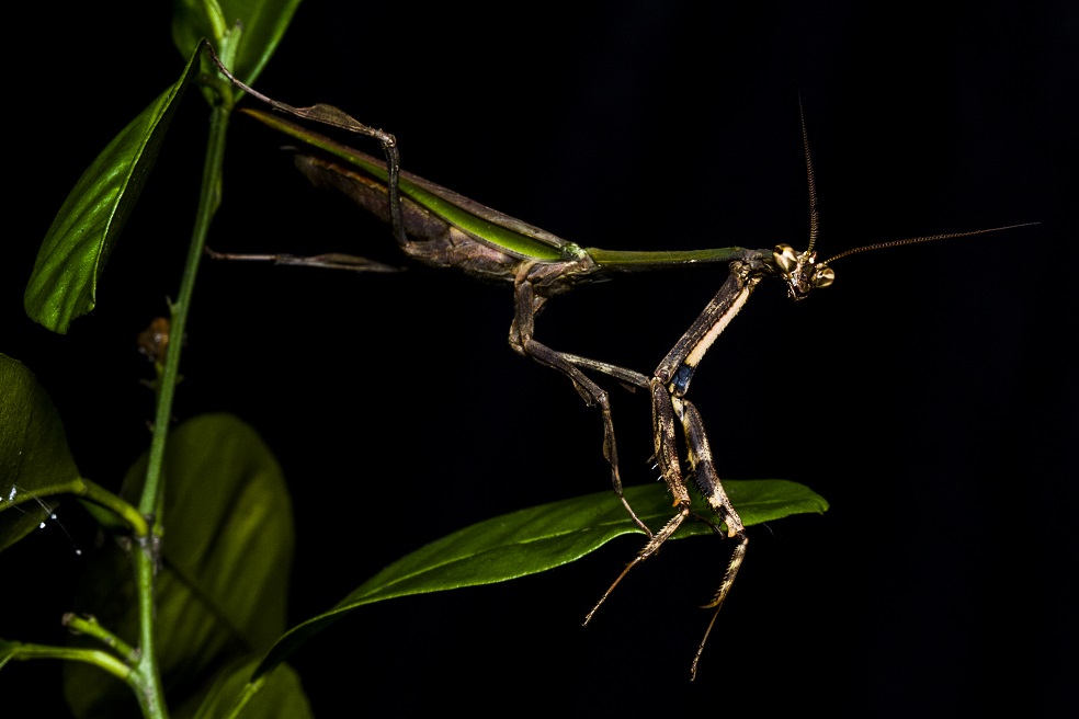 En 2017, Projeto Mantis unió fuerzas con National Geographic Society para realizar su primera gran expedición de investigación. Durante cuatro meses, los científicos viajaron a diversos lugares de la Selva Atlántica de Río de Janeiro, en busca de mantis religiosas raras y nuevas, registrando todo lo que se iba encontrando en el camino. Finalmente, además de encontrar machos Fénix en la Reserva Ecológica de Guapiaçu, hallaron algunas especies nunca fotografiadas y otras potencialmente nuevas. Asimismo, elaboraron una documentación riquísima del bioma, registrando más de 1200 especies de animales y plantas, además de las amenazas y bellezas de los diferentes ecosistemas de dunas a montañas.