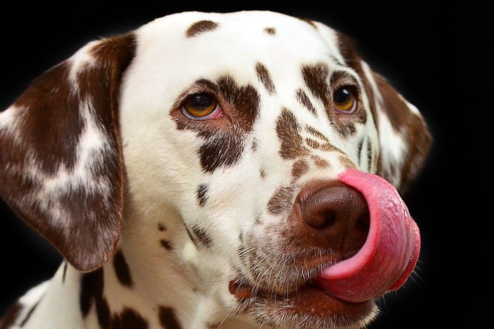 por que lamben los perros. lamber