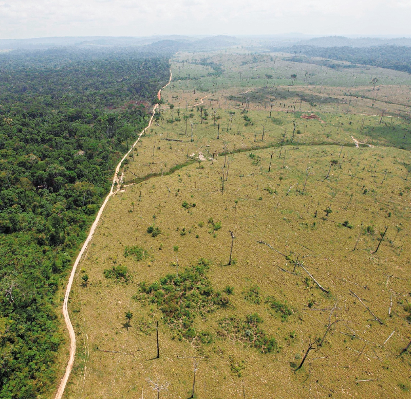 Así “tiñen de verde” los productos que causan deforestación