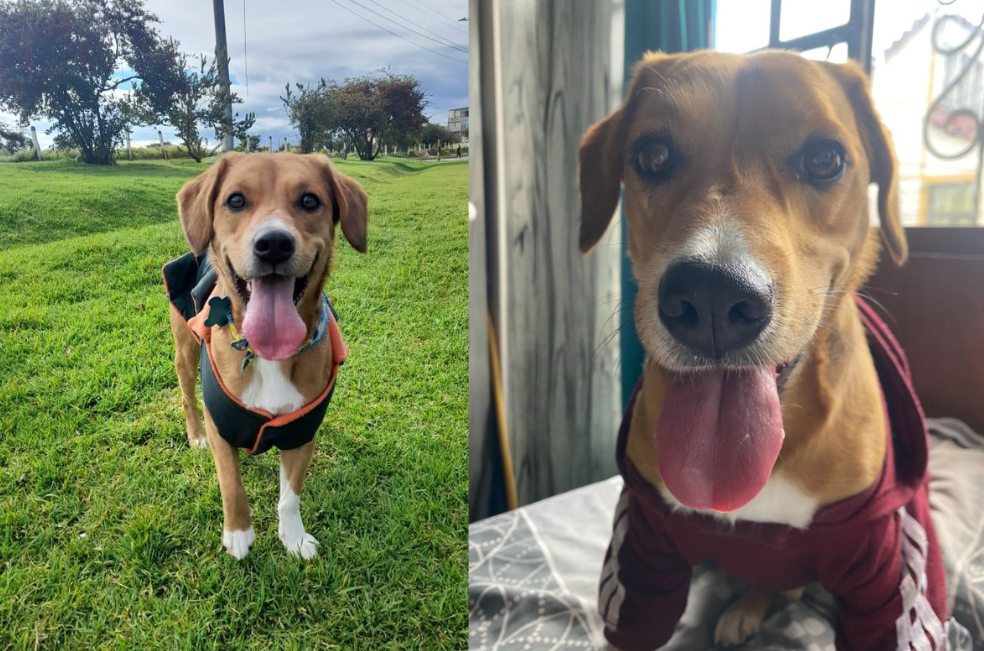 ¿Lo ha visto? Buscan a Cinco, perrito que se perdió en Bogotá