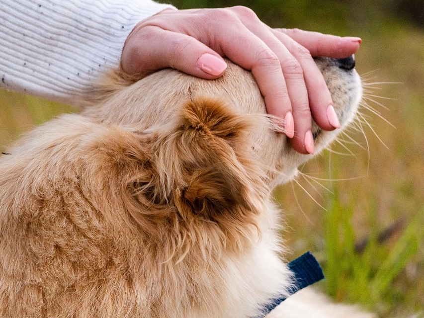 Las relaciones de apego que hay entre humanos y perros se parece a la que manejan las personas entre sí. Con ellos se generan lazos casi maternales, al igual que apegos tóxicos.