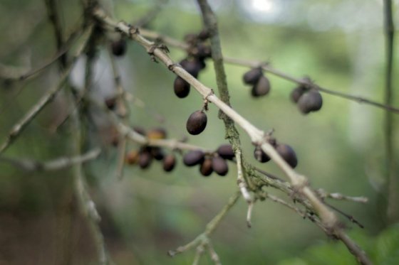 Sequía afecta la producción de café robusta en Brasil