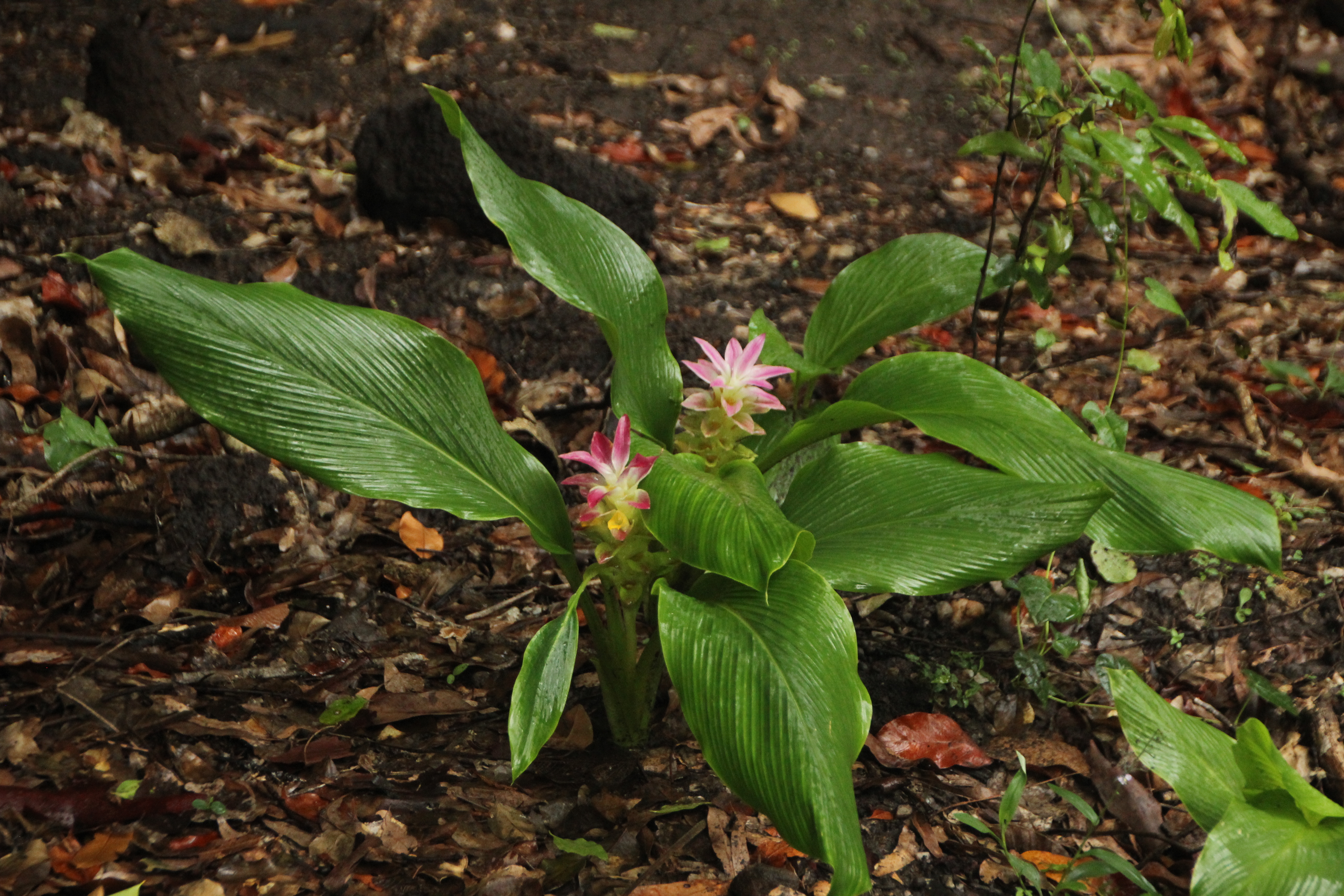 En imágenes: ocho plantas que funcionan como tintes naturales