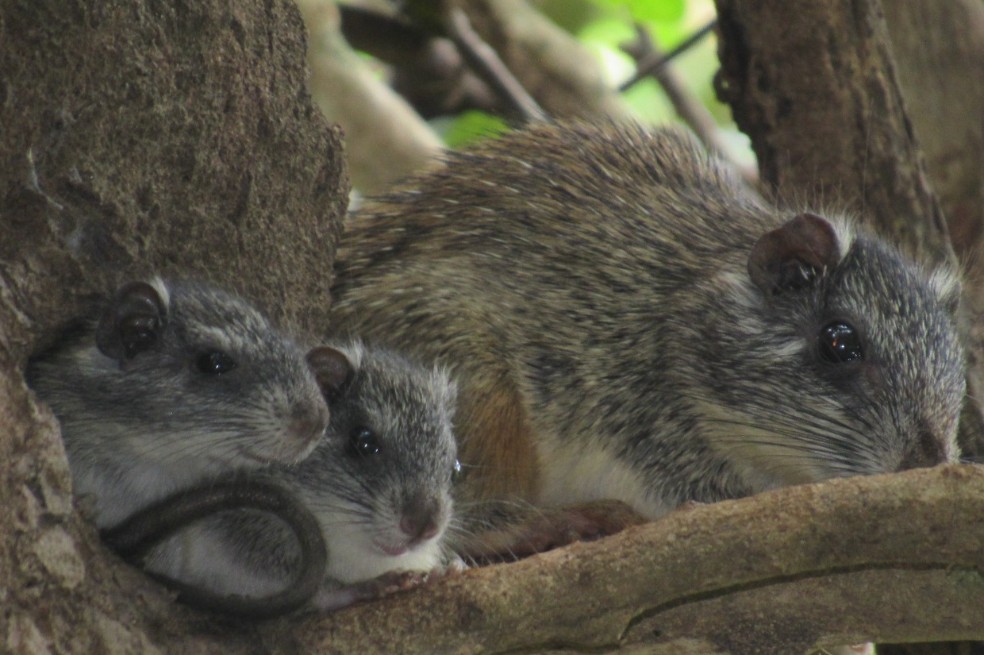 En imágenes: los animales que se volvieron a ver en Ciénaga Grande de Santa Marta