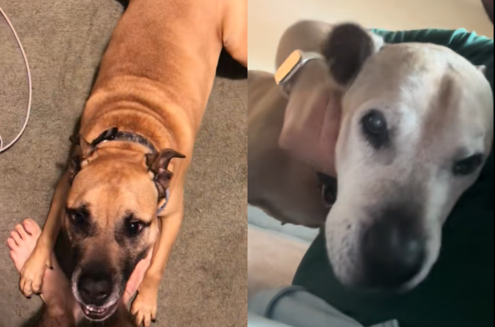 Descubrió que el perro que lo atemorizaba de niño ahora es un tierno viejito