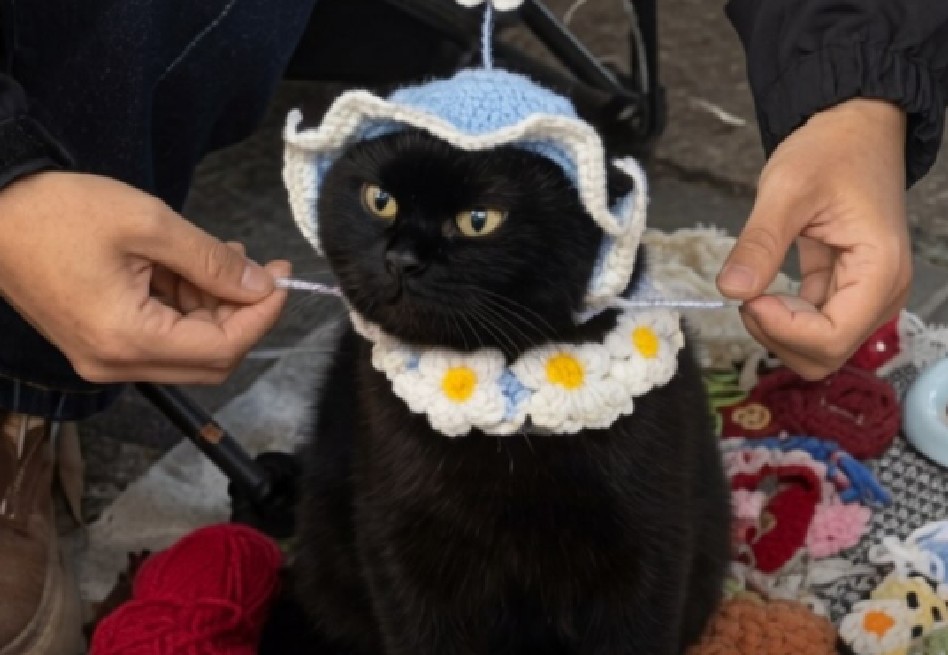 Gato negro modela gorros tejidos por su dueña y se vuelve viral en redes sociales