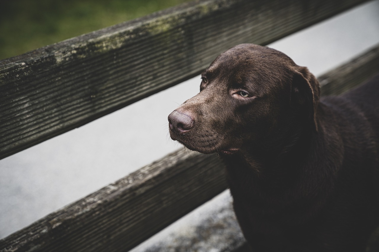 Coco: esta es la historia del primer perro tratado por alcoholismo
