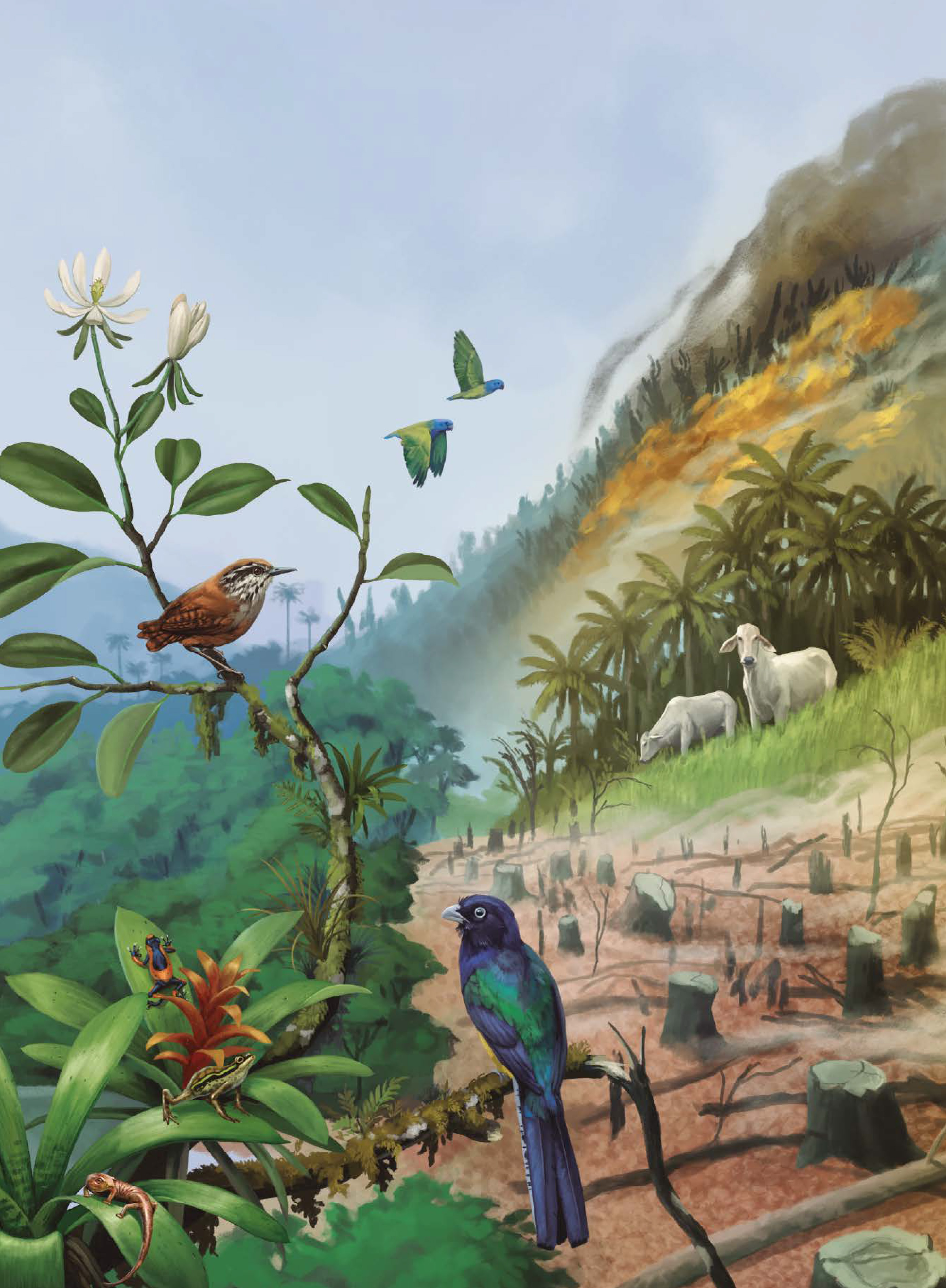 Aves más vulnerables y aumento de especies exóticas, algunos de los efectos del cambio climático en Colombia