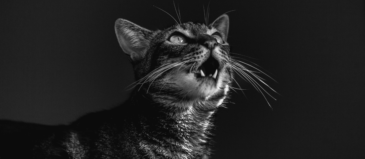 5 curiosidades sobre los gatos que tal vez no conocías