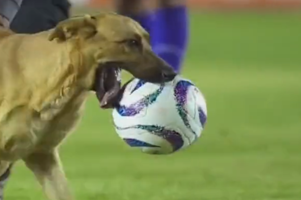 En video: perrito interrumpió partido de fútbol y esquivó a todos los jugadores
