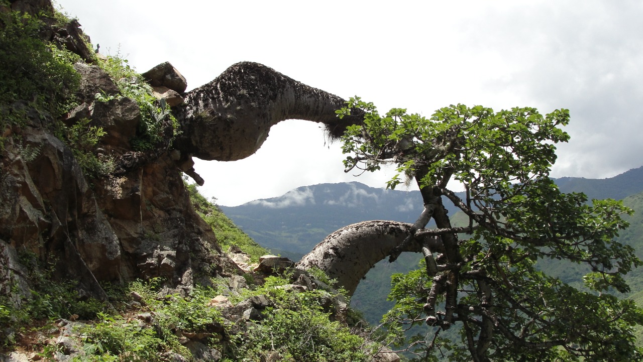 El 45% de los árboles y arbustos en Colombia están en riesgo de extinción