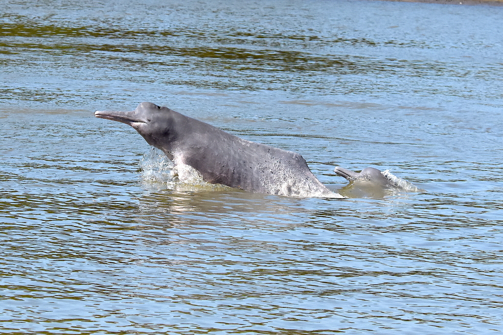Mercurio en delfines de río, otra consecuencia de la deforestación en el Amazonas