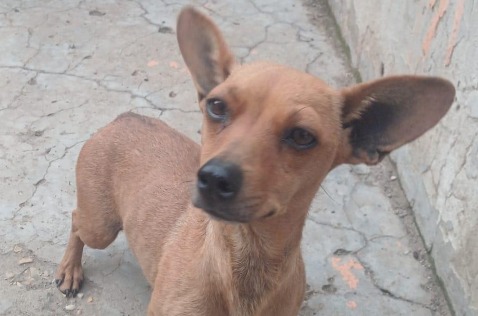 Abandonan a perrita dentro de un costal y fundación pide ayuda urgente para salvarla