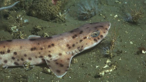 Un tiburón gato de aguas profundas ("Scyliorhinus haeckelii") documentado a 198 metros de profundidad.